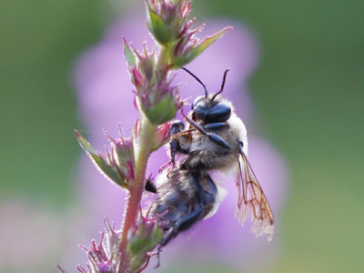 Step 1: find an interesting subject to photograph.  Step 2: put the subject in front of a contrasting background.