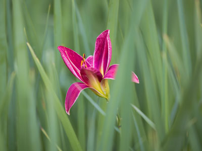 Step 3: find an interesting perspective to shoot from.  Step 4: control which elements in the shot are in focus.