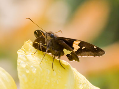 Bugs and flowers are okay. Bugs on flowers are better.