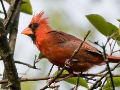 Birds and trees are okay. Birds in trees are better.