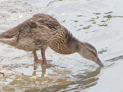 There were lots of ducks and children at the river tonight.  This is a duck.