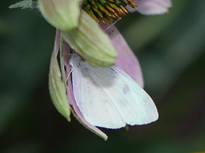 I watched it flutter into this snug spot, and I expect it will still be there in the morning.