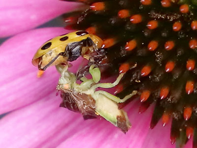 It`s a battle to the death among the prairie coneflowers.