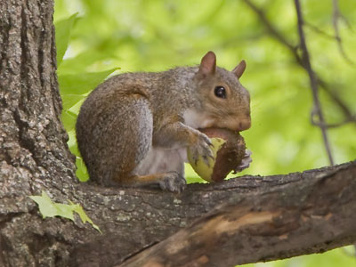 Squirrel logic:  the walnut came from the tree in front of my house and the squirrel carried it up a neighbor`s tree.