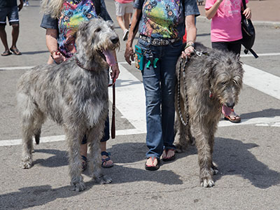 Two Irish wolfhounds taking their humans for a walk.