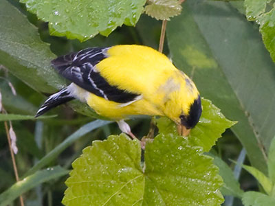 A goldfinch takes a morning bath by rubbing its feathers against dewy leaves.