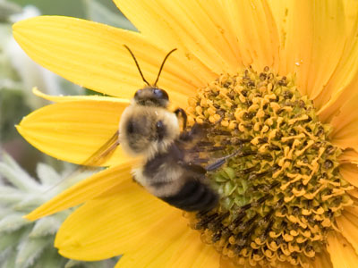 A new flower this morning, with a different bee on it.