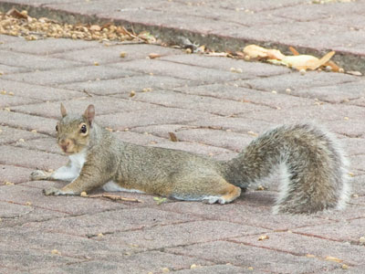 Hanging out at the park.