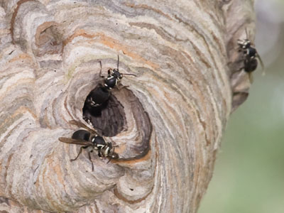 As I watch hornets make a nest out of their puke, I feel admiration, revulsion and fear simultaneously.