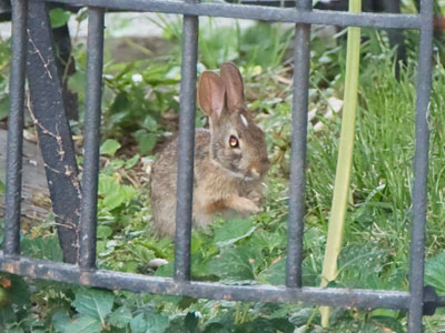 Bad bunny behind bars.