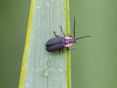 A dew-laden blade of grass and its tiny inhabitant.