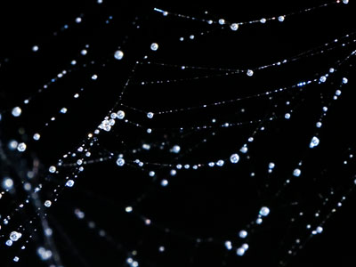 There`s a constellation in a spider web.