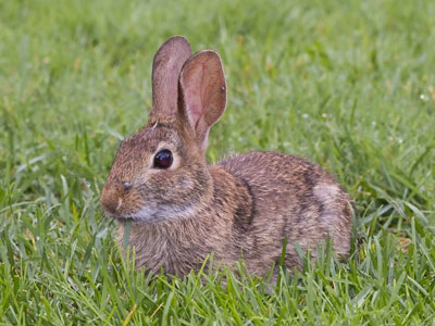 Good bunny hops freely (see August 4 above).