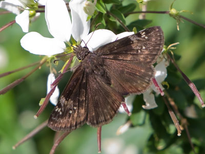 Butterflies are scarce this year, so you get a moth.