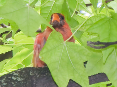 This is cicada hunting season for cardinals.