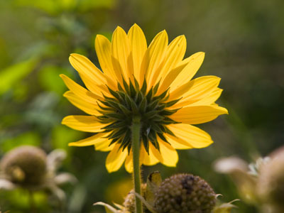 I`m grateful to be outside for another summer morning.