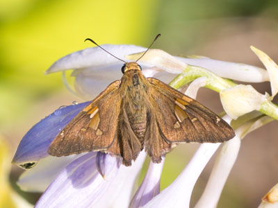 Butterflies are almost nonexistent this year, so you get a skipper instead.