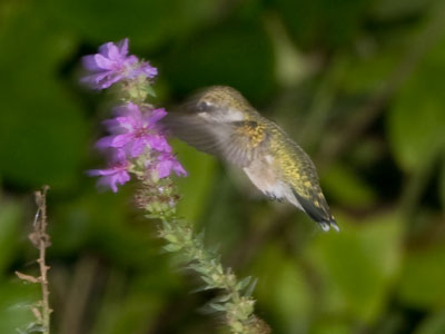 I`m trying to get my first decent photo of a hummingbird all year when a guy wants to talk to me about my lens.