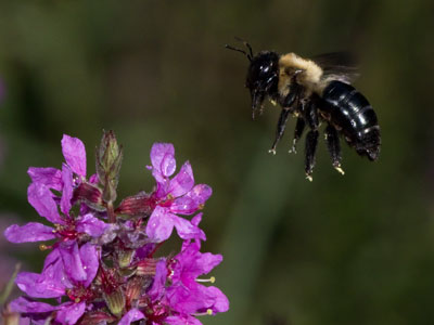 A bumblebee isn`t graceful, but it gets the job done.