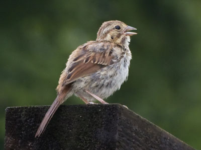 This damp little bird sang a damp little song.