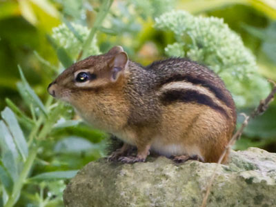 There`s always a chipmunk here.  I think it`s a MetroParks employee (see June 7, 2020; August 4, 2020; August 17, 2020; July 27, 2021; June 12, 2022, and June 23, 2022).