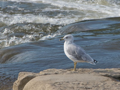 There`s always a gull here.  I think it`s a MetroParks employee.