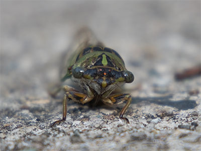 This year`s brood doesn`t have red eyes (see May 23, 2021).