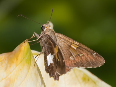 There`s always a skipper here.  I think it`s an Oakwood Parks & Leisure Services employee (see August 16 above).