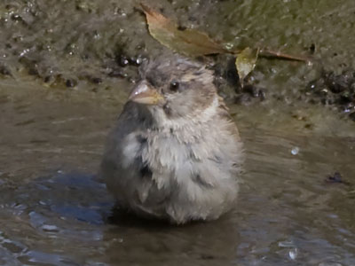 I saw damp birds and wondered how they got that way.