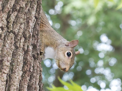 During breakfast I watch them squirreling around outside.