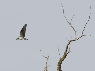 In real life, I thought it might be a heron.  Zooming in the photo later, I see it`s an osprey.