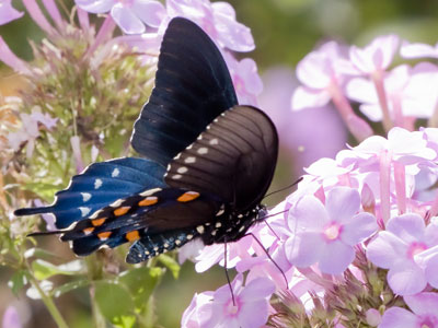 Butterflies are extremely rare this year.