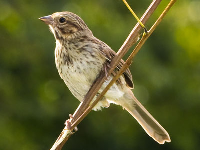 First day out with the new flash (see August 31, 2022).  See it reflected in the bird`s eye?