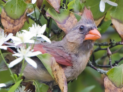 I thought she was hunting cicadas, but then she came flying out with a berry in her beak.