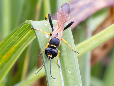 This bug I admired from a distance.