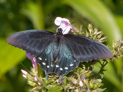 The flowers are waiting, but very few butterflies come.