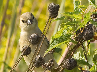 Wary of me, but hungry enough not to fly away.