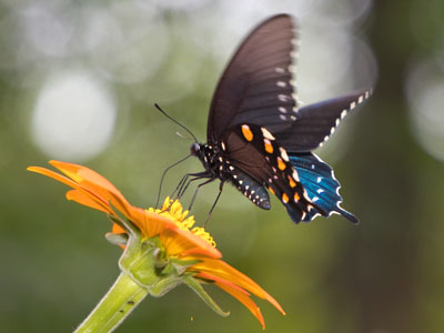  . . . but didn`t expect the black swallowtail.