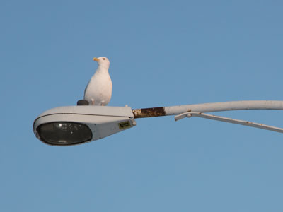 And when at last the spaceships arrived, they were piloted by gulls.