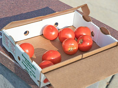 This box appeared on a public bench yesterday and it was full.  Tomatoes are more nutritious than donuts (see September 21, 2021).