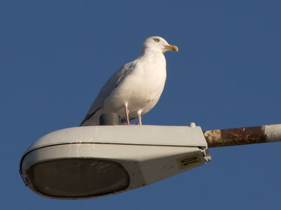 The gull is repeating itself, or I am (see September 14 above) .