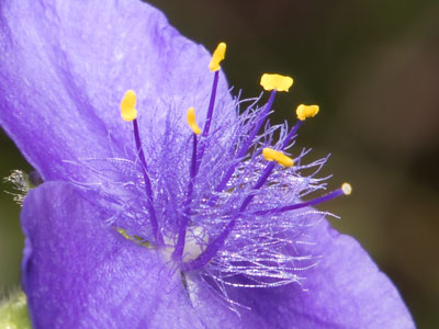 The sun was rising on the opposite side of this flower, but my expensive new flash made this shot possible.