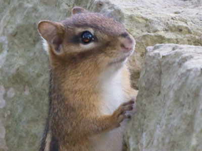 A chipmunk was right were I expected it to be (see August 22, 2022).