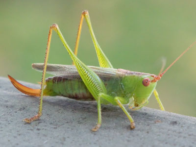 Front porch wildlife.