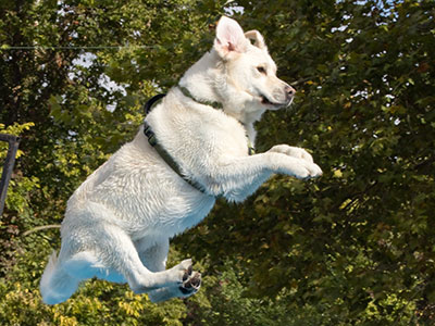 Super dog!