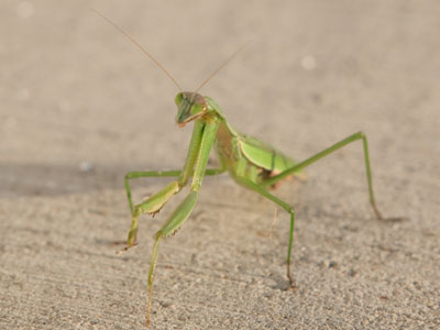 This big bug was quite aware of me and my camera.