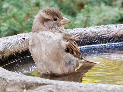 Bathtime is an opportunity for reflection.