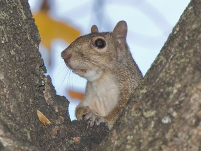 This squirrel stopped and looked at me for just a fraction of a second, but that`s all the time my camera needed.