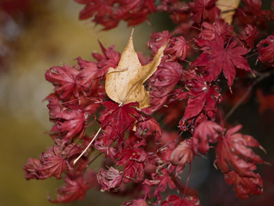 Leaf in limbo (1 of 2).