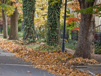 This time of year, the picturesque tree-lined streets of my historic neighborhood are filled with piles of leaves.